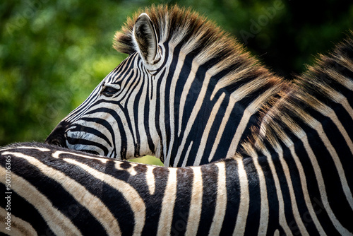 Zebras in the Kruger National Park South Africa 