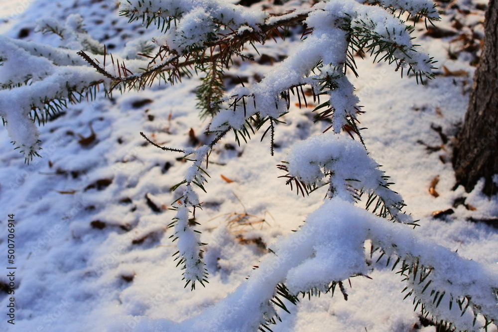 初雪の朝、雪が松の枝に積もる森の中を散歩する。
