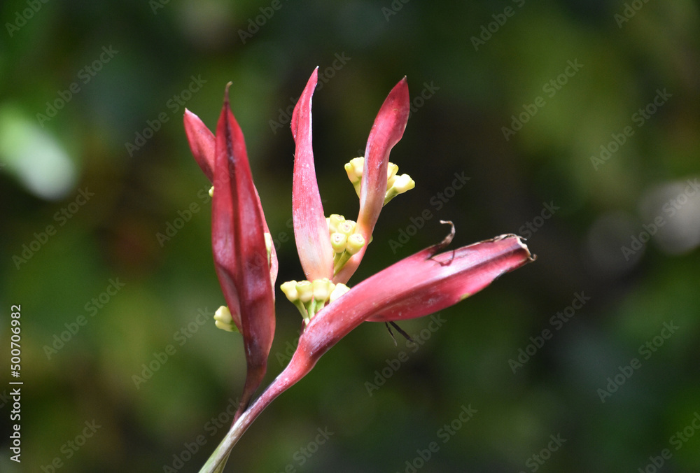Blooming Bird of Paradise Flower with Yellow and Red Blooming Bird of Paradise Flower with Yellow and Red