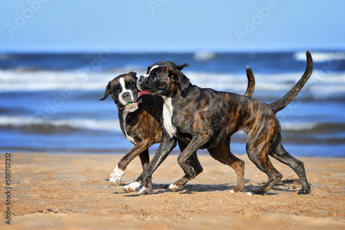 two boxer dogs playing together with a toy