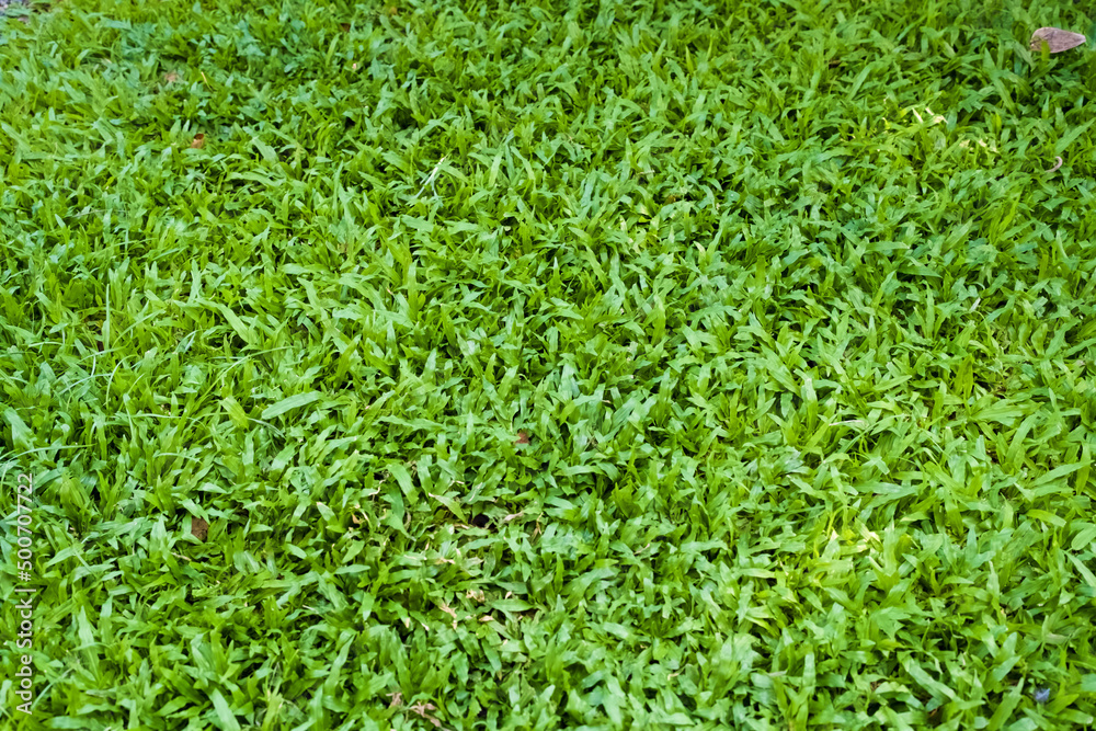 Growing Grass at field for  background.