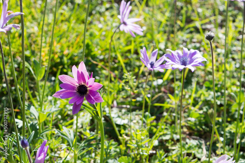 Field of wildflowers purple anemone hortensis, called broad-leaved anemone, in bloom, springtime