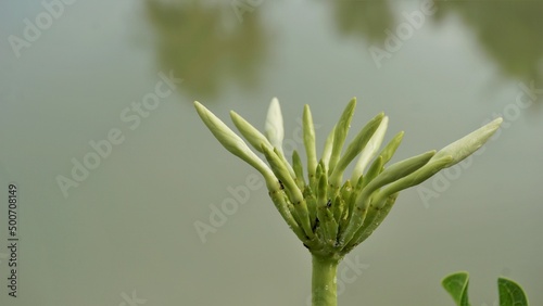 Flowers of Plumeria pudica with natural leaves background photo