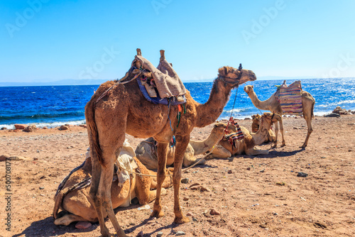 Camels on the shore of the Red Sea in the Gulf of Aqaba. Dahab, Egypt © olyasolodenko