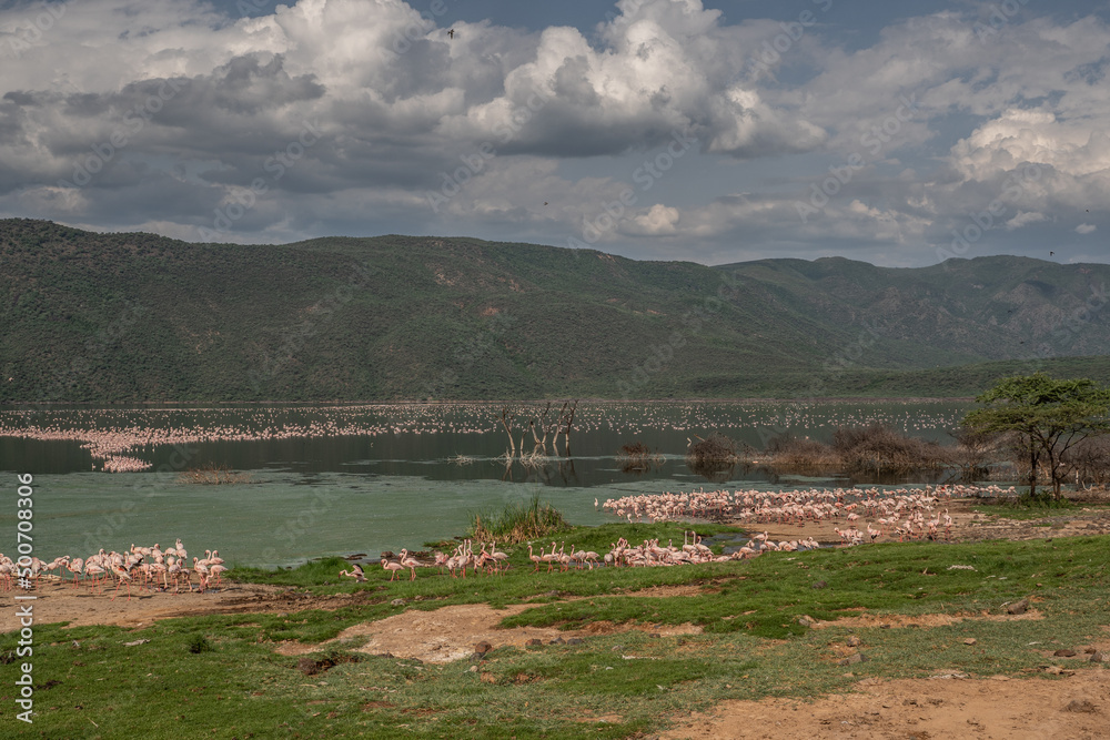 beautiful sunset over Lake Baringo with pink flamingos in the foreground