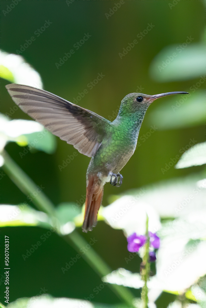 Fototapeta premium Green and blue hummingbird Sparkling Violetear flying next to beautiful yelow flower. Bird from Ecuador, tropical mountain forest. Wildlife scene from nature. Birdwatching in South America