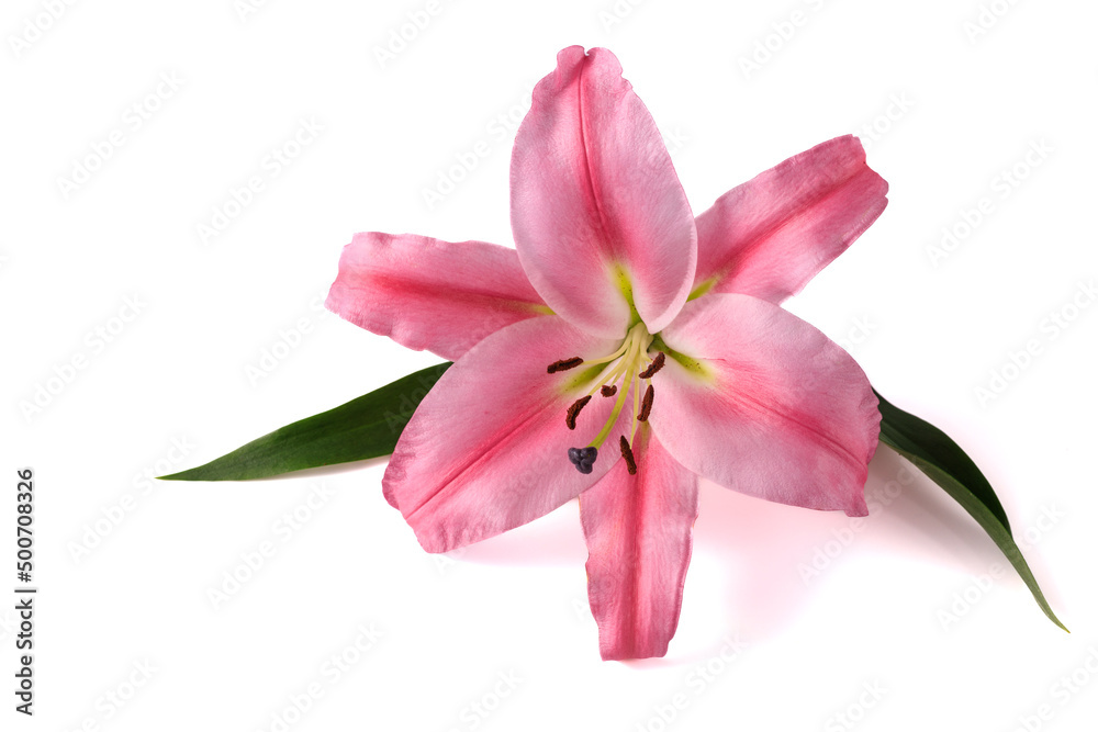 Pink lily flower with leaves and shadow isolated on white