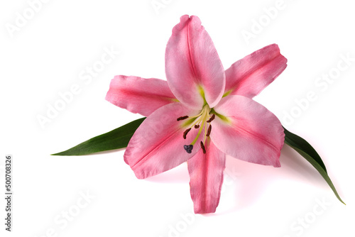 Pink lily flower with leaves and shadow isolated on white