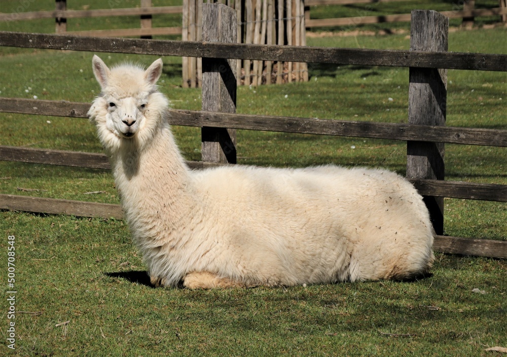 Fototapeta premium Alpaka