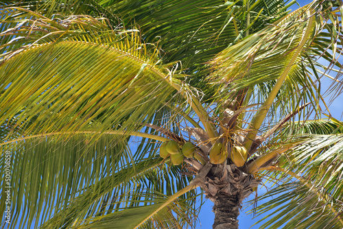 Palm Trees and Coconuts in a Tree in Aruba