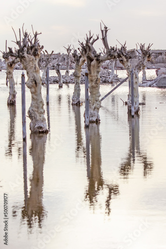 Dead trees at Epecuén, Argentina