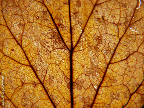 Leaf patterns