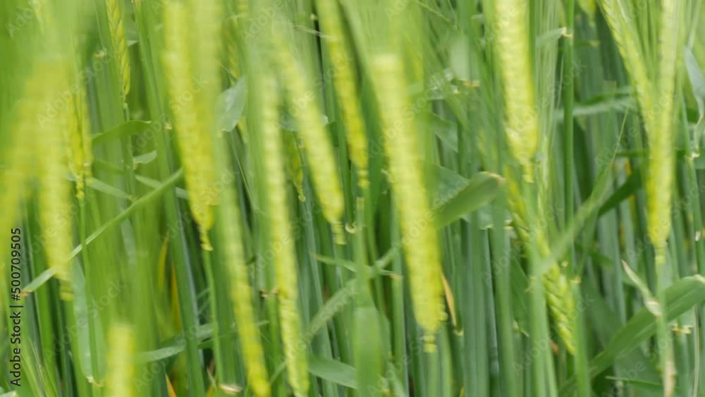 A field of green young wheat ears in the wind and ripens for the future harvest A field of green young wheat ears in the wind and ripens for the future harvest