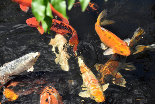 Photography Scrambling Group of Koi Fish in a Pond