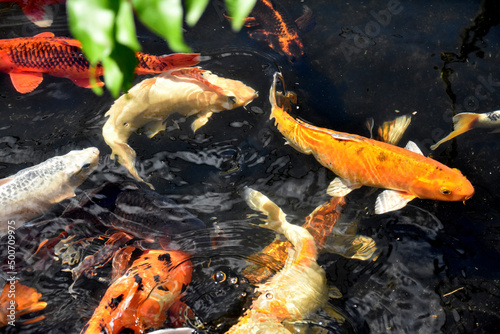 фотографія Colorful Bright Koi Fish in a Pond