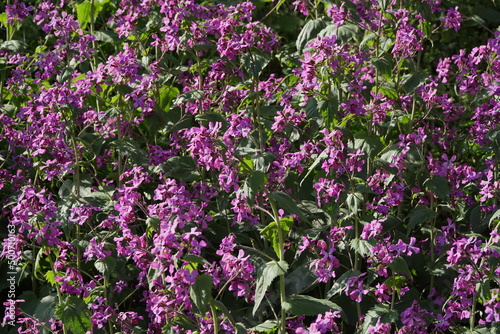 inflorescence pink carpet of Chamaenerion angustifolium 