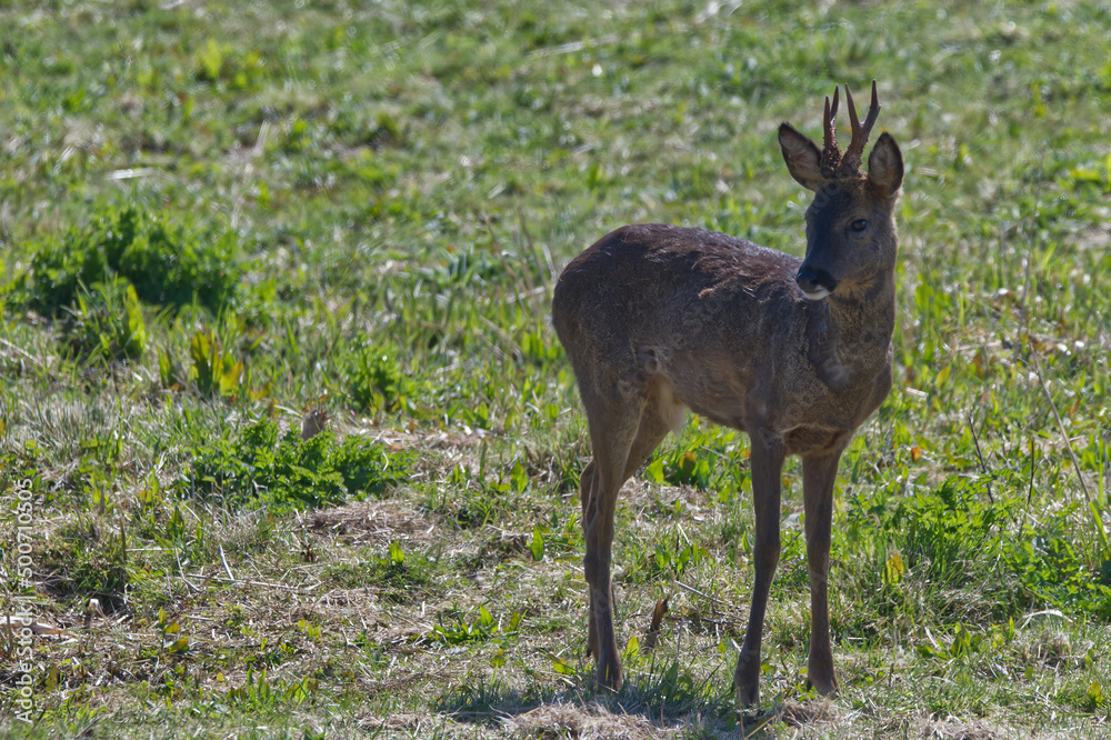Fototapeta premium male roe deer