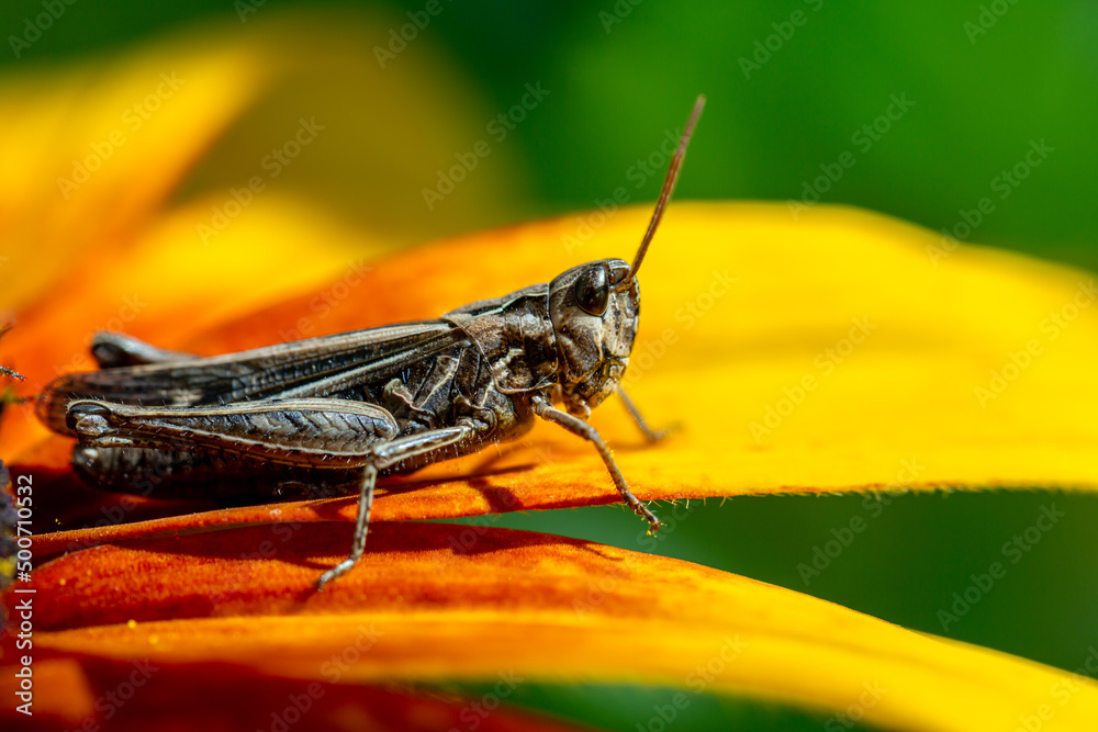 grasshopper resting on rudbeckia flower in garden grasshopper resting on rudbeckia flower in garden
