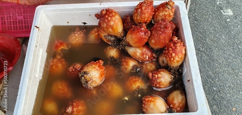 Sea cucumber or sea urchin found at Korean seafood market