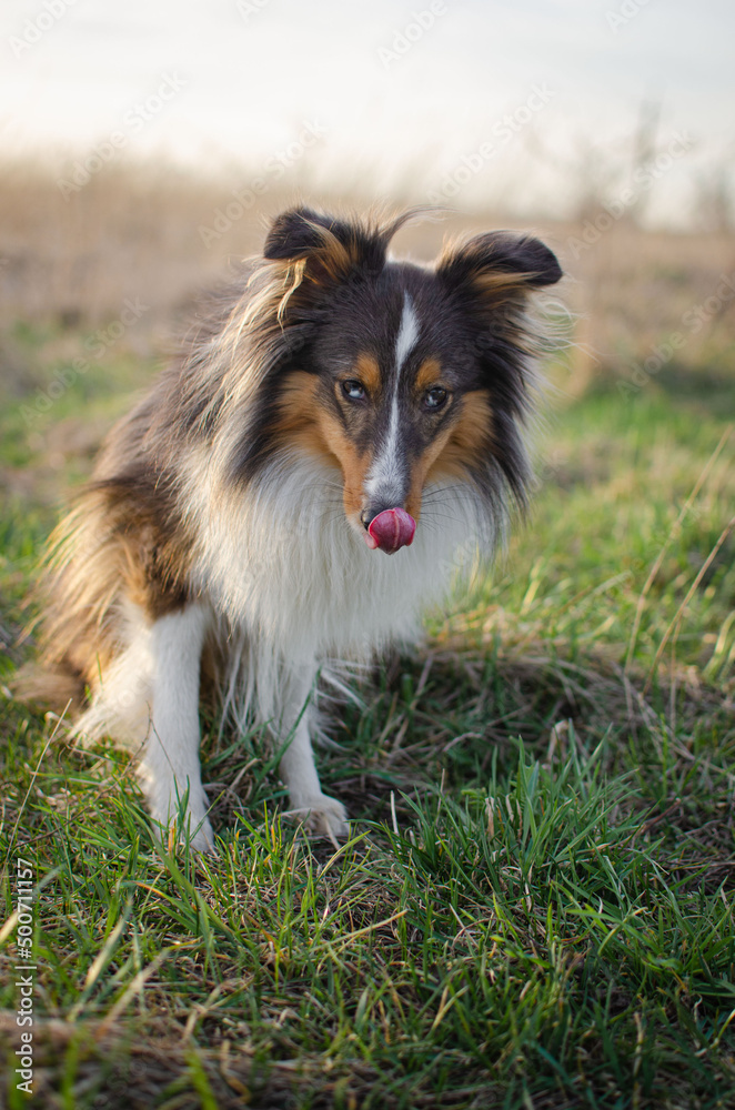Cute dog brown tricolor breed sheltie shetland shepherd is licking up and showing tongue