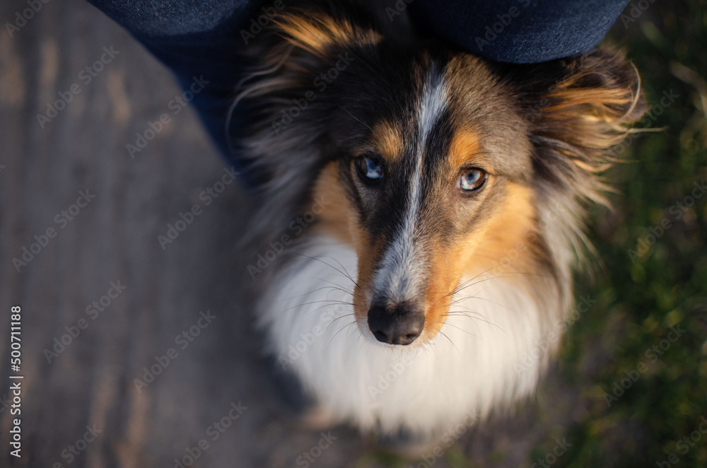 Cute dog brown tricolor breed sheltie shetland shepherd Cute dog brown tricolor breed sheltie shetland shepherd
