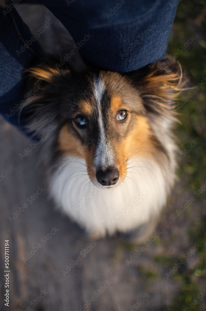 Cute dog brown tricolor breed sheltie shetland shepherd does the trick and puts his paws on the human's feet