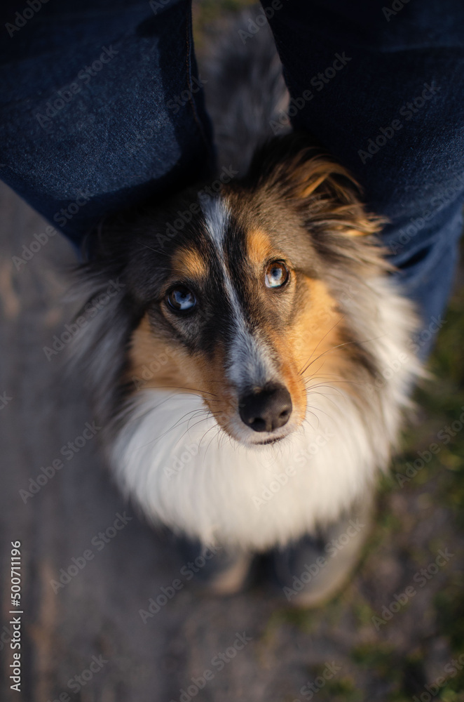 Cute dog brown tricolor breed sheltie shetland shepherd does the trick and puts his paws on the human's feet Cute dog brown tricolor breed sheltie shetland shepherd does the trick and puts his paws on the human's feet