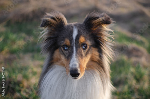 Cute dog brown tricolor breed sheltie shetland shepherd