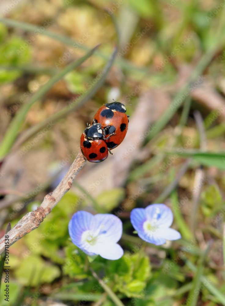 Obraz premium てんとう虫