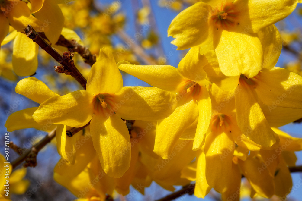 Obraz premium blüten einer forsythie