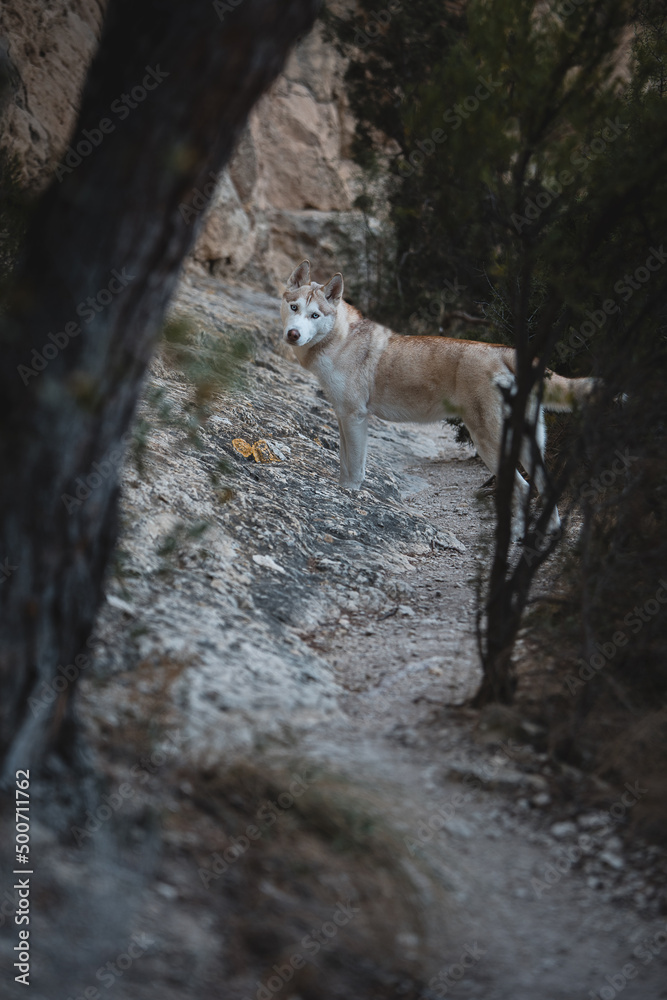 Naklejka premium My Siberian Husky free