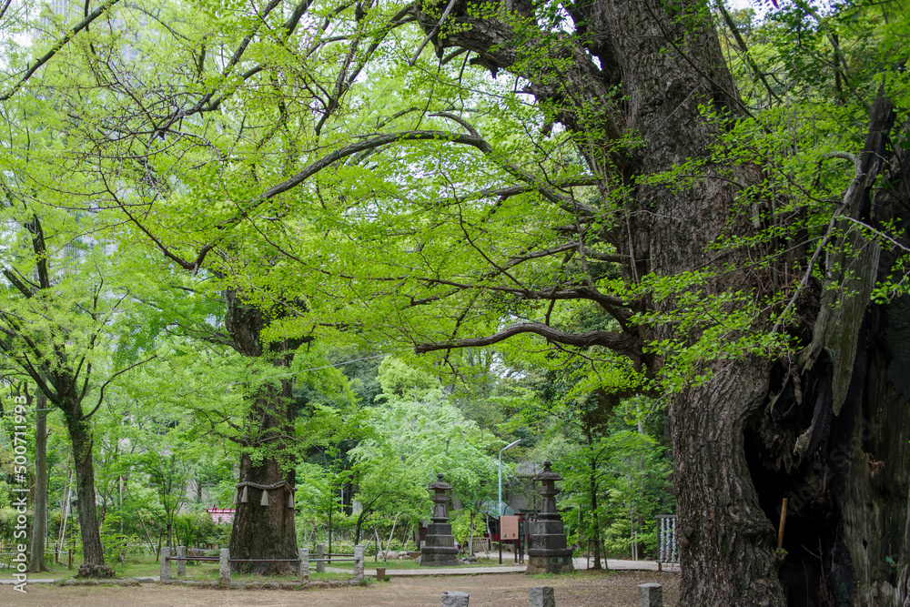 Naklejka premium 赤坂氷川神社の境内