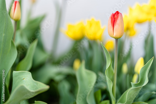Abstract Background of Yellow and Red Tulips in Garden
