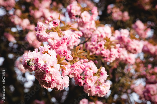 Sakura © Vincent Jarroux