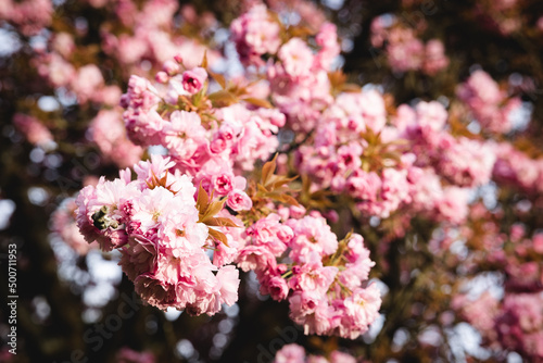 Sakura