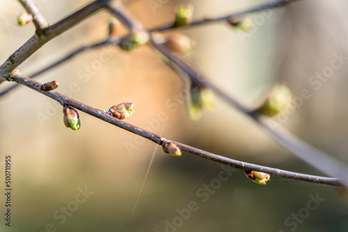 Cherry Tree Branch with Early Stage Buds in Spring