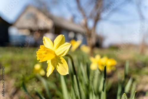 Yellow Daffodil in Garden, Blurry Abstract Background with Copy Space.