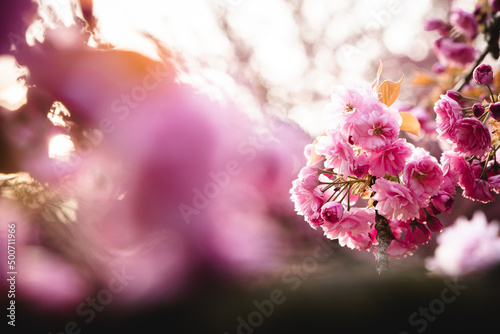 Sakura