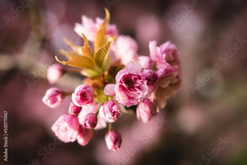 Sakura