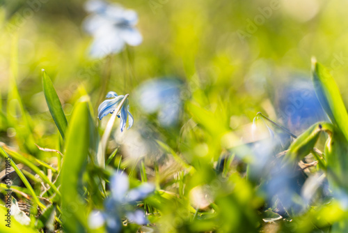 Abstract Green Background of Blurred Blue Snowdrops for Mother's Day Poster