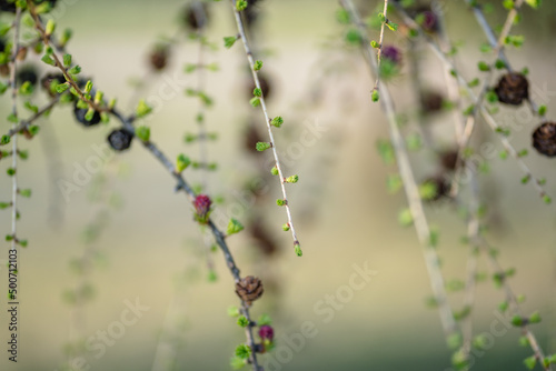 Blooming Larch Tree Branches, Abstract Blurry Background © Reinholds