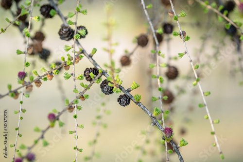 Blooming Larch Tree Branches, Abstract Blurry Background