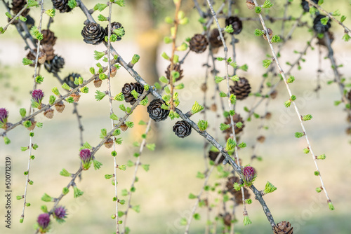 Blooming Larch Tree Branches, Abstract Blurry Background