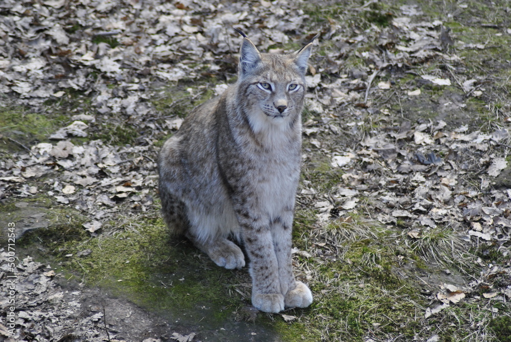 Obraz premium stolzer Luchs