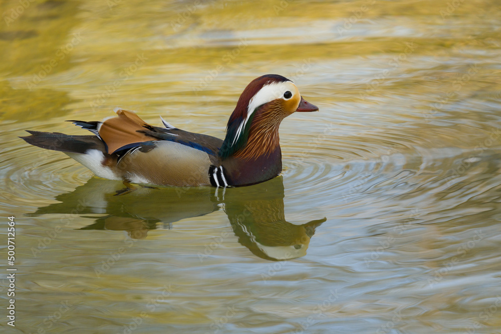 duck on the water duck on the water