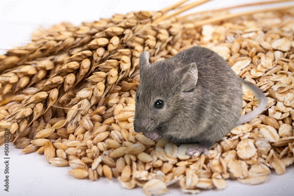 Wild little dark rat (Rattus rattus) outdoors on a wooden deck Wild little dark rat (Rattus rattus) outdoors on a wooden deck