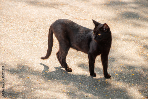 The black cat walking 