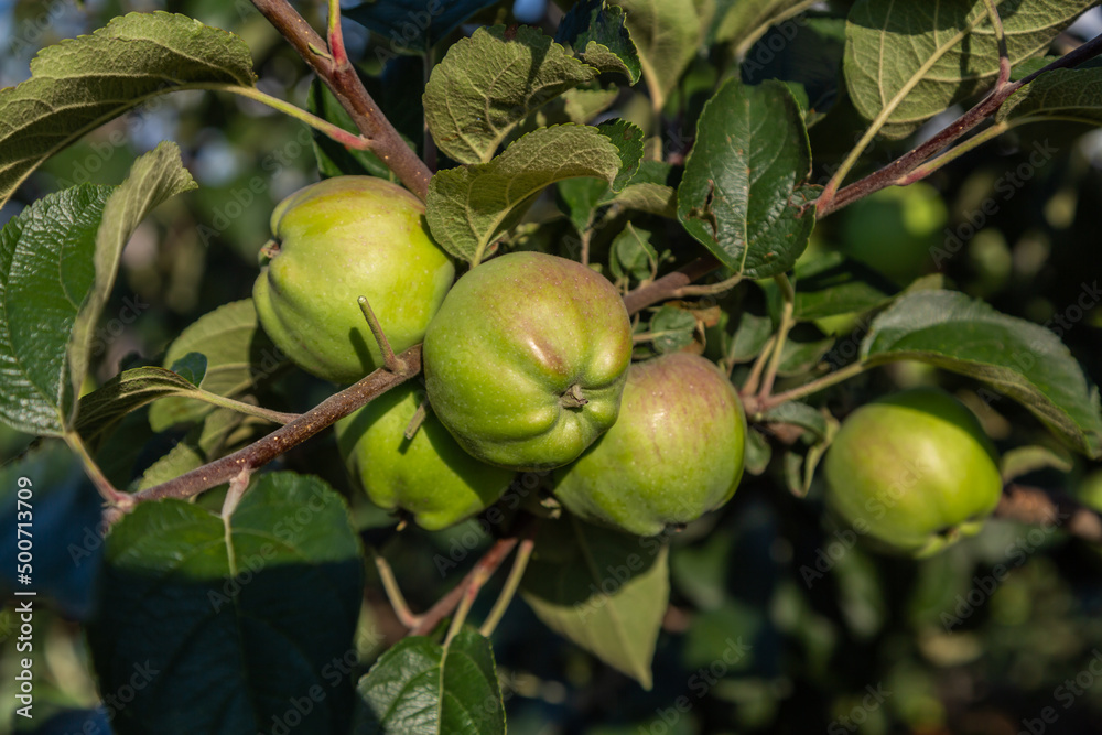 Background of green and red apples on apple tree branch Background of green and red apples on apple tree branch
