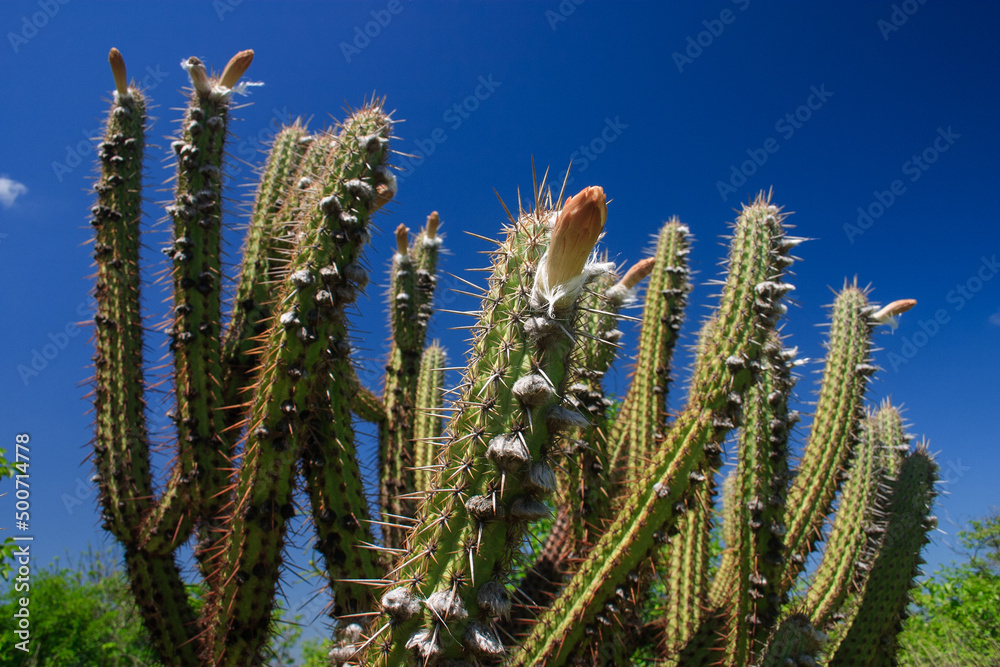 cacto xique-xique florescendo na caatinga, vegetação nativa do semiárido brasileiro
cacto xique-xique florescendo na caatinga, vegetação nativa do semiárido brasileiro