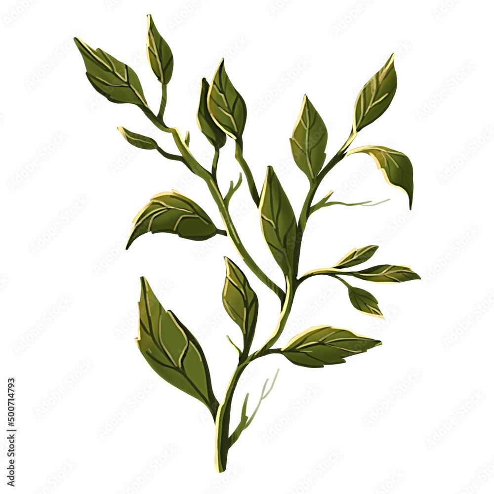 green leaves isolated on white. branch of leaves. Colorful hand draw illustration. Digital art